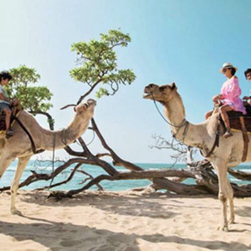 Bali-Camel-Adventure-Package
