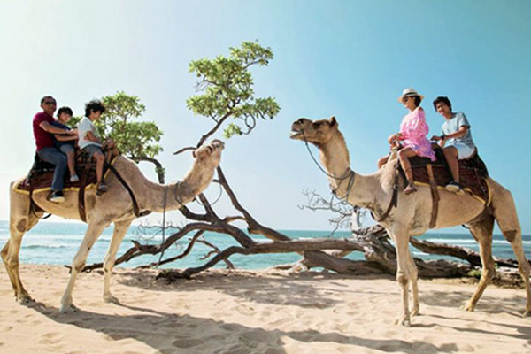 Bali-Camel-Adventure-Package