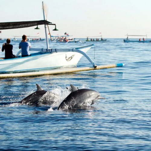 Dolphin-Tour